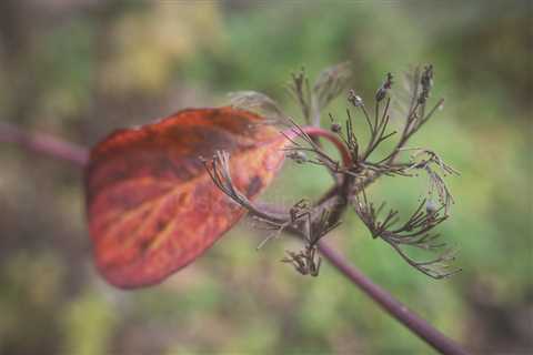 The Colors of Transition XXIV: Nature’s Eternal Pause Between Life and Decay