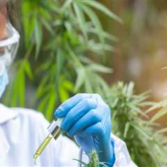 The Future of Medical Marijuana: Understanding its Interaction with Other Medications