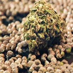 All About Cannabis Seeds: Understanding the Difference Between Regular and Feminized