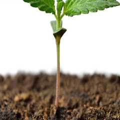 All About Cannabis Seeds: Popular Methods for Germinating Them