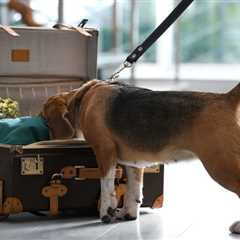 Wait, Can TSA Now Stop You for Cannabis in Your Luggage? - Post-Election Buzzkill?