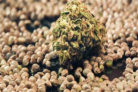 All About Cannabis Seeds: Understanding the Difference Between Regular and Feminized