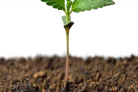 All About Cannabis Seeds: Popular Methods for Germinating Them