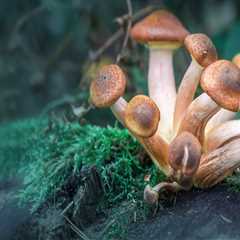 Exploring the Spiritual and Mystical Benefits of Psilocybin Use