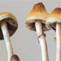 The Potential Benefits of Psilocybin in Treating Addiction and Substance Abuse Disorders