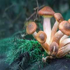 Exploring the Potential Therapeutic Benefits of Psilocybin