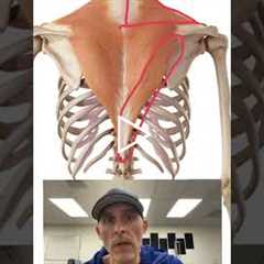 Mid Back Pain? Don’t forget this muscle. #backpain #anatomy #backpainrelief #lowertraps