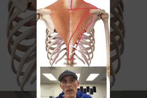 Mid Back Pain? Don’t forget this muscle. #backpain #anatomy #backpainrelief #lowertraps