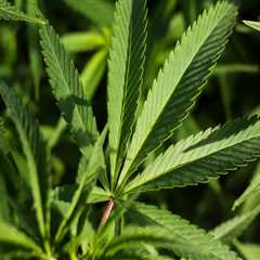 The Ins and Outs of Growing Cannabis for Personal Use in Pasco, Washington