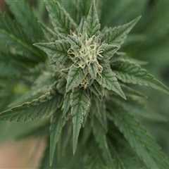 The Crucial Role of Local Government Officials in Cannabis Advocacy in Pasco, Washington