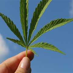 Understanding Sour Diesel: Indica or Sativa in Recovery