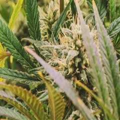 Understanding Raw Cones in Addiction Treatment Programs