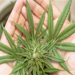 THC for Pain in Substance Use Detox Programs