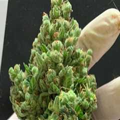 Understanding CBDA's Role in Denver Rehab Centers