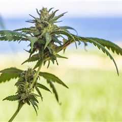 Understanding Cannabis Cultivation in New Hampshire Rehab Programs