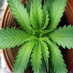 From THC Vape Use to Healing: Inpatient Residential Treatment in Dallas, TX