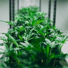 Understanding Substance Addiction in Dallas: What Marijuanas Dispensary Use Can Teach Us