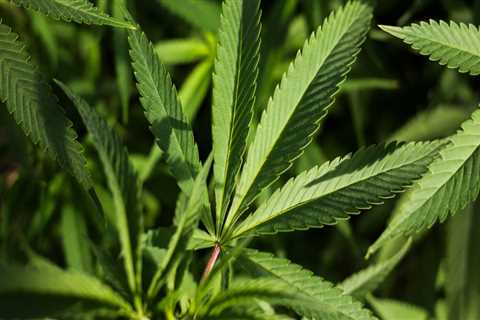 The Ins and Outs of Growing Cannabis for Personal Use in Pasco, Washington