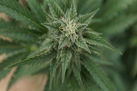 The Crucial Role of Local Government Officials in Cannabis Advocacy in Pasco, Washington