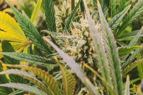 Understanding Raw Cones in Addiction Treatment Programs