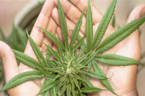 THC for Pain in Substance Use Detox Programs