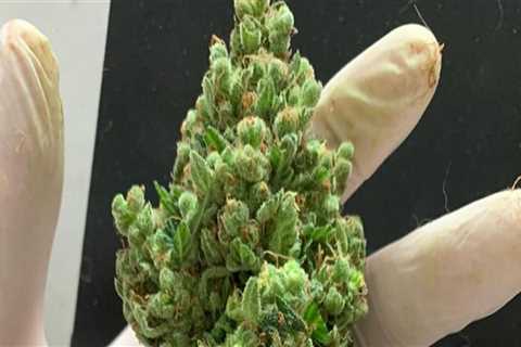 Understanding CBDA's Role in Denver Rehab Centers