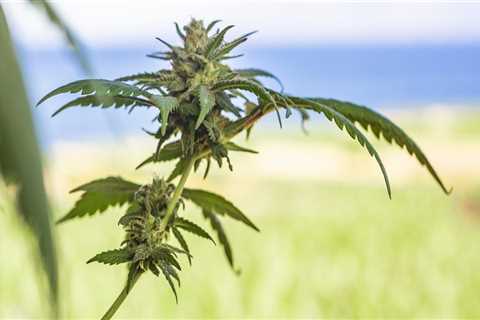 Understanding Cannabis Cultivation in New Hampshire Rehab Programs