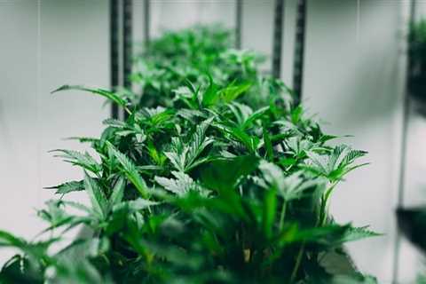 Understanding Substance Addiction in Dallas: What Marijuanas Dispensary Use Can Teach Us